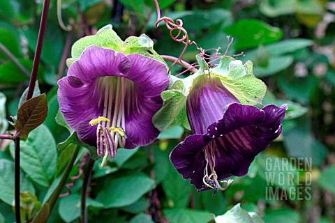 COBAEA_SCANDENS_CUP_AND_SAUCER_PLANT