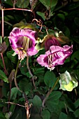 COBAEA SCANDENS CUP AND SAUCER PLANT.