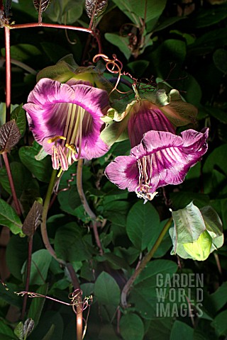 COBAEA_SCANDENS_CUP_AND_SAUCER_PLANT