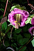 COBAEA SCANDENS. CUP AND SAUCER PLANT.