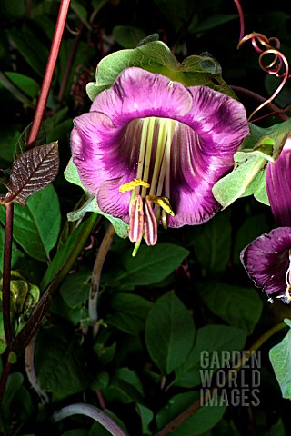 COBAEA_SCANDENS_CUP_AND_SAUCER_PLANT