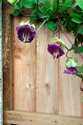 COBAEA_SCANDENS