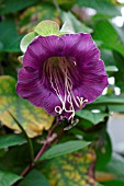 COBAEA SCANDENS.CUP AND SAUCER PLANT.