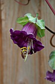 COBAEA SCANDENS. CUP AND SAUCER PLANT.