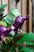 COBAEA SCANDENS. CUP AND SAUCER PLANT.