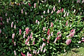 PERSICARIA AFFINIS SUPERBA