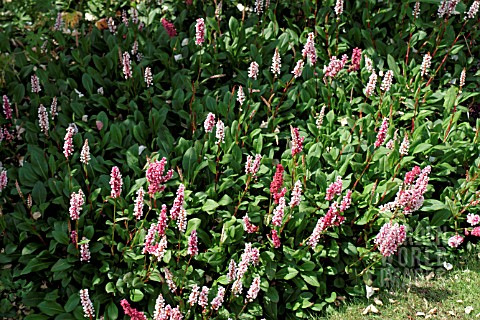 PERSICARIA_AFFINIS_SUPERBA