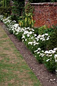 COSMOS BIPINNATUS SONATA WHITE