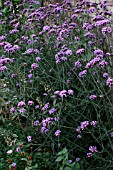 VERBENA BONARIENSIS