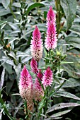 CELOSIA FLAMINGO FEATHER