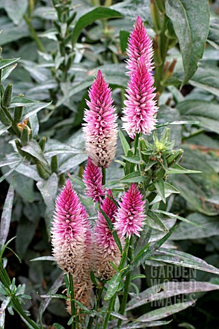 CELOSIA_FLAMINGO_FEATHER