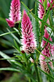 CELOSIA FLAMINGO FEATHER