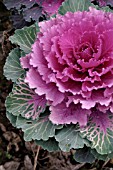 ORNAMENTAL CABBAGE NORTHERN LIGHTS