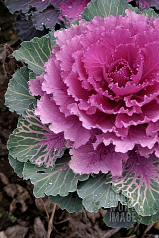 ORNAMENTAL_CABBAGE_NORTHERN_LIGHTS