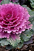 ORNAMENTAL CABBAGE NORTHERN LIGHTS