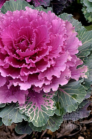 ORNAMENTAL_CABBAGE_NORTHERN_LIGHTS