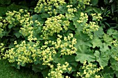 ALCHEMILLA MOLLIS. LADYS MANTLE.