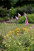 DIERAMA PULCHERRIMUM.