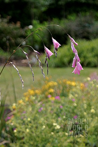 DIERAMA_PULCHERRIMUM