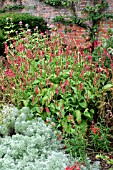 PERSICARIA AMPLEXICAULIS FIRETAIL.