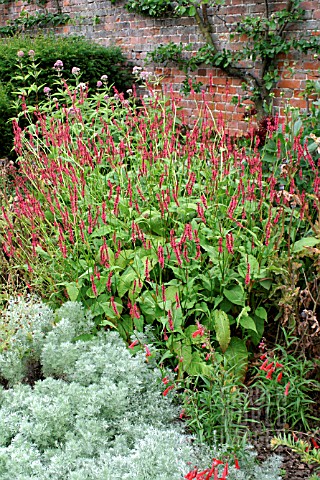 PERSICARIA_AMPLEXICAULIS_FIRETAIL