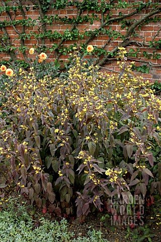 LYSIMACHIA_CILIATA_FIRECRACKER