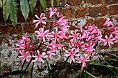 NERINE BOWDENII