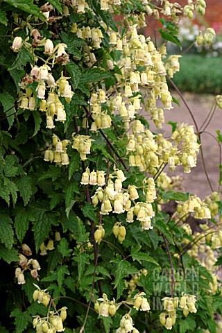 CLEMATIS_REHDERIANA