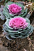 ORNAMENTAL CABBAGE NORTHERN LIGHTS F1.