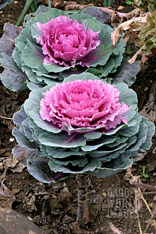 ORNAMENTAL_CABBAGE_NORTHERN_LIGHTS_F1