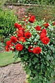 DAHLIA,  BLAISDON RED,  IN GARDEN BORDER