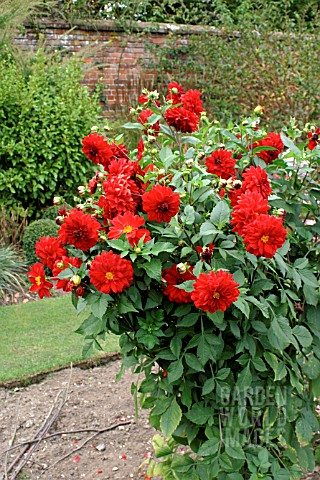 _DAHLIA__BLAISDON_RED__IN_GARDEN_BORDER