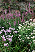 MIXED HERBACEOUS BORDER,  PHLOX PANICULATA FRANZ SCHUBERT,   MONARDA FISHES,   LYTHRUM SALICARIA RED SHADES