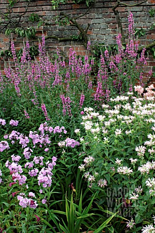 _MIXED_HERBACEOUS_BORDER__PHLOX_PANICULATA_FRANZ_SCHUBERT___MONARDA_FISHES___LYTHRUM_SALICARIA_RED_S