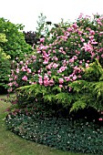 ROSA MACRANTHA RAUBRITTER,  GROWING OVER JUNIPERUS X MEDIA,  PFILZERIANA AUREA