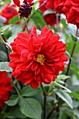 DAHLIA,  BLAISDON RED,  FLOWER