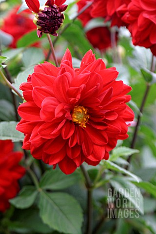 _DAHLIA__BLAISDON_RED__FLOWER