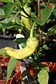 CAPSICUM PEPPER,  BIG BANANA,