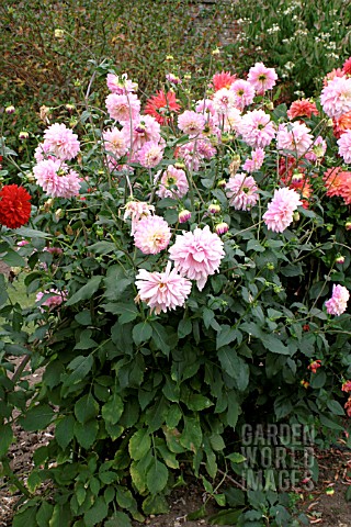 _DAHLIA__MARY_RICHARDS__WHOLE_PLANT