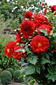 DAHLIA,  BLAISDON RED,  LARGE FLOWERS AND BUDS