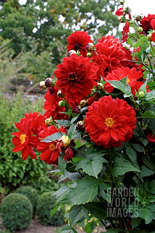 _DAHLIA__BLAISDON_RED__LARGE_FLOWERS_AND_BUDS