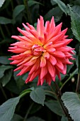 DAHLIA,  PRINCESS ROYAL,  FLOWER