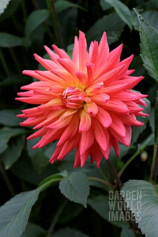 _DAHLIA__PRINCESS_ROYAL__FLOWER