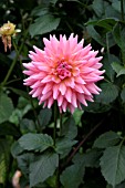 DAHLIA,  YOUNG BESS,  FLOWER