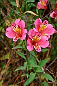 ALSTROEMERIA,  PRINCESS ALICE,  FLOWERS,  PERUVIAN LILY