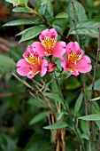 ALSTROEMERIA,  PRINCESS ALICE,  PERUVIAN LILY,  STEM AND FLOWERS