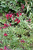 SALVIA GREGGII,  RASPBERRY ROYAL,   AUTUMN SAGE,  FLOWERS