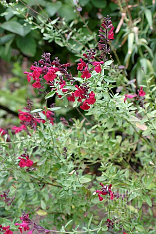 _SALVIA_GREGGII__RASPBERRY_ROYAL___AUTUMN_SAGE__FLOWERS