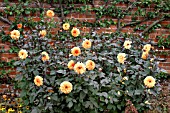 DAHLIA,  DAVID HOWARD,  GROWING IN FRONT OF A HIGH WALL,  WITH A FAN TRAINED FRUIT TREE