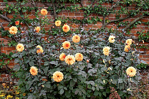 _DAHLIA__DAVID_HOWARD__GROWING_IN_FRONT_OF_A_HIGH_WALL__WITH_A_FAN_TRAINED_FRUIT_TREE